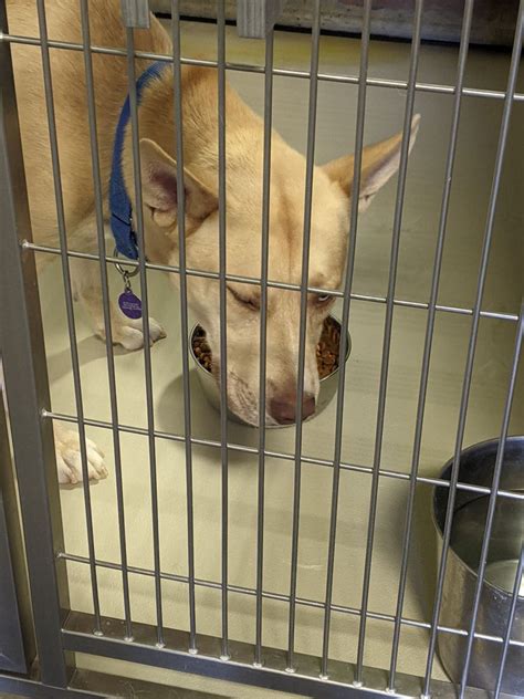 Bakersfield animal pound - Adopt A Pet. If you have room in your home and in your heart for a new dog or cat, think adoption first. Meet pets looking for a forever home Monday through Saturday from 11 a.m. to 3 p.m. at our Adpotion Center located at 3000 Gibson St. VIEW GALLERY. 